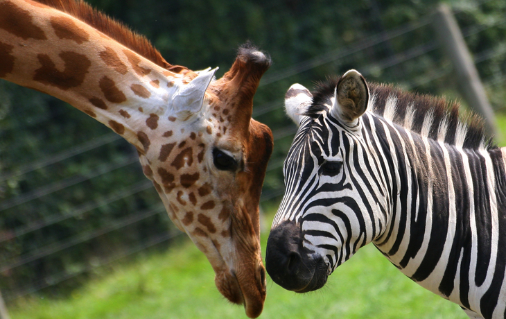 Zebra und Giraffe