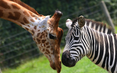 Zebra und Giraffe